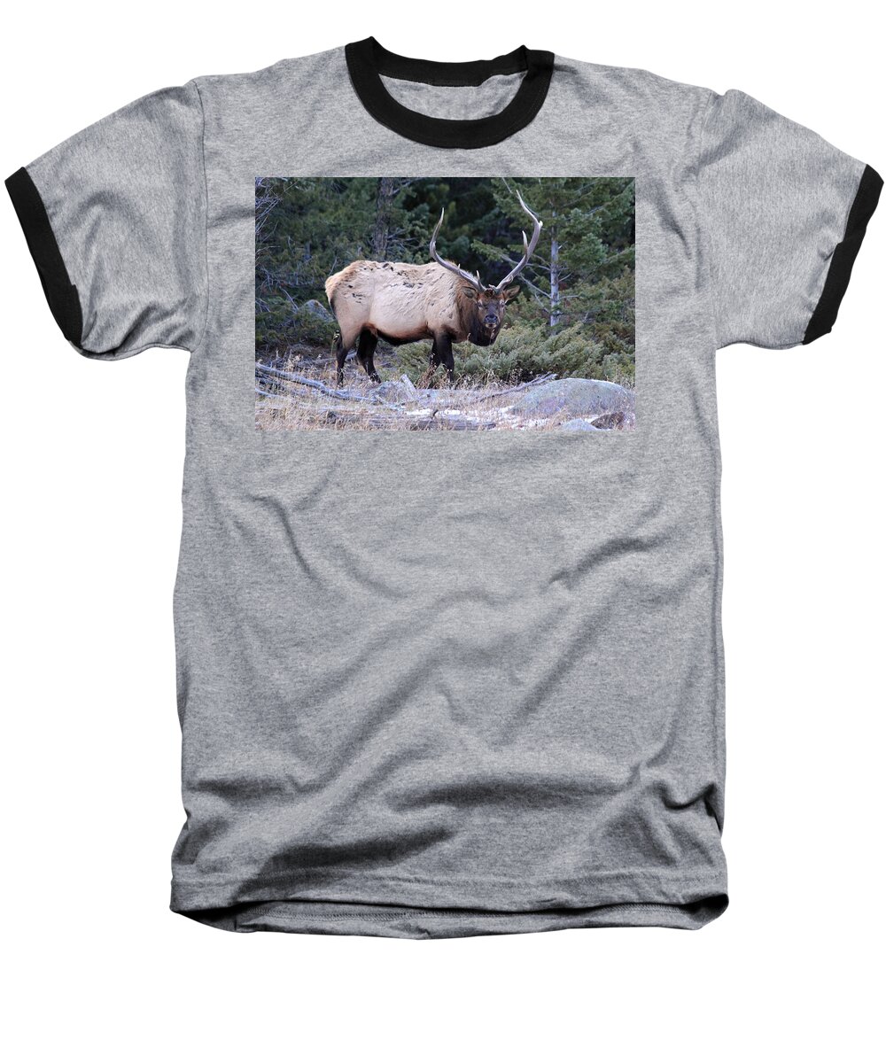 Bull Elk Baseball T-Shirt featuring the photograph Colorado Bull Elk #1 by Shane Bechler
