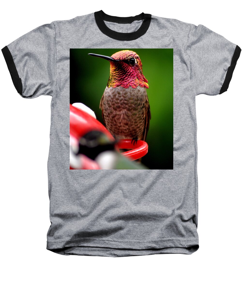 Hummingbird Baseball T-Shirt featuring the photograph Colorful Male Anna Hummingbird On Perch by Jay Milo