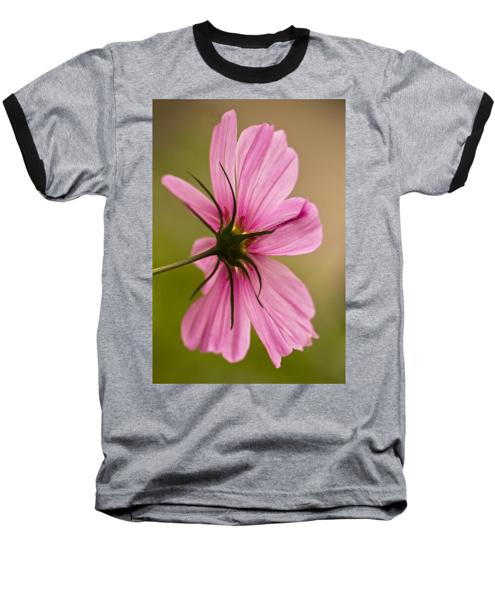 Cosmos Baseball T-Shirt featuring the photograph Cosmos in Pink by Diane Fifield