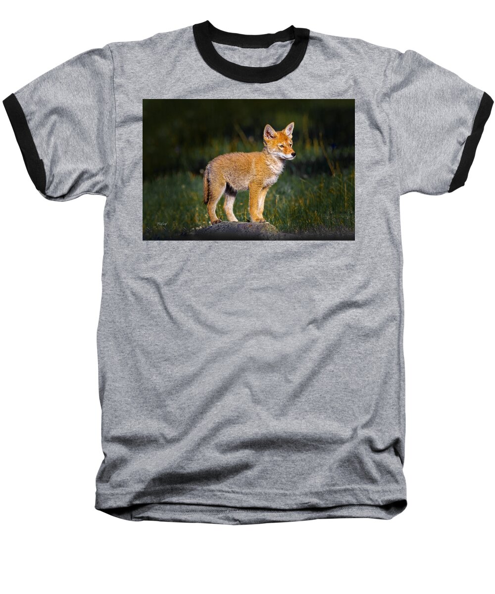 Coyote Baseball T-Shirt featuring the photograph Coyote Pup by Fred J Lord
