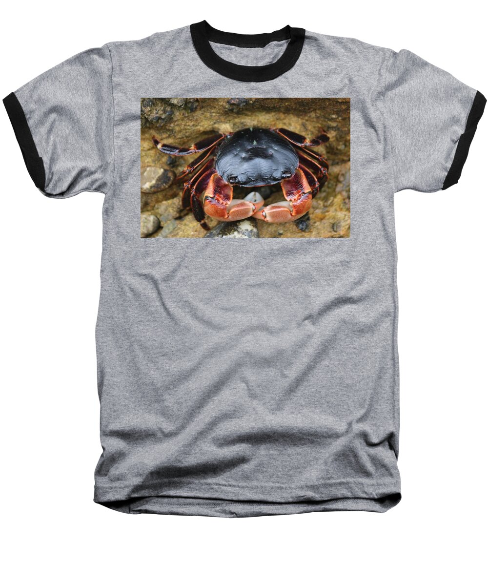 Wild Baseball T-Shirt featuring the photograph Crabby Pants by Christy Pooschke