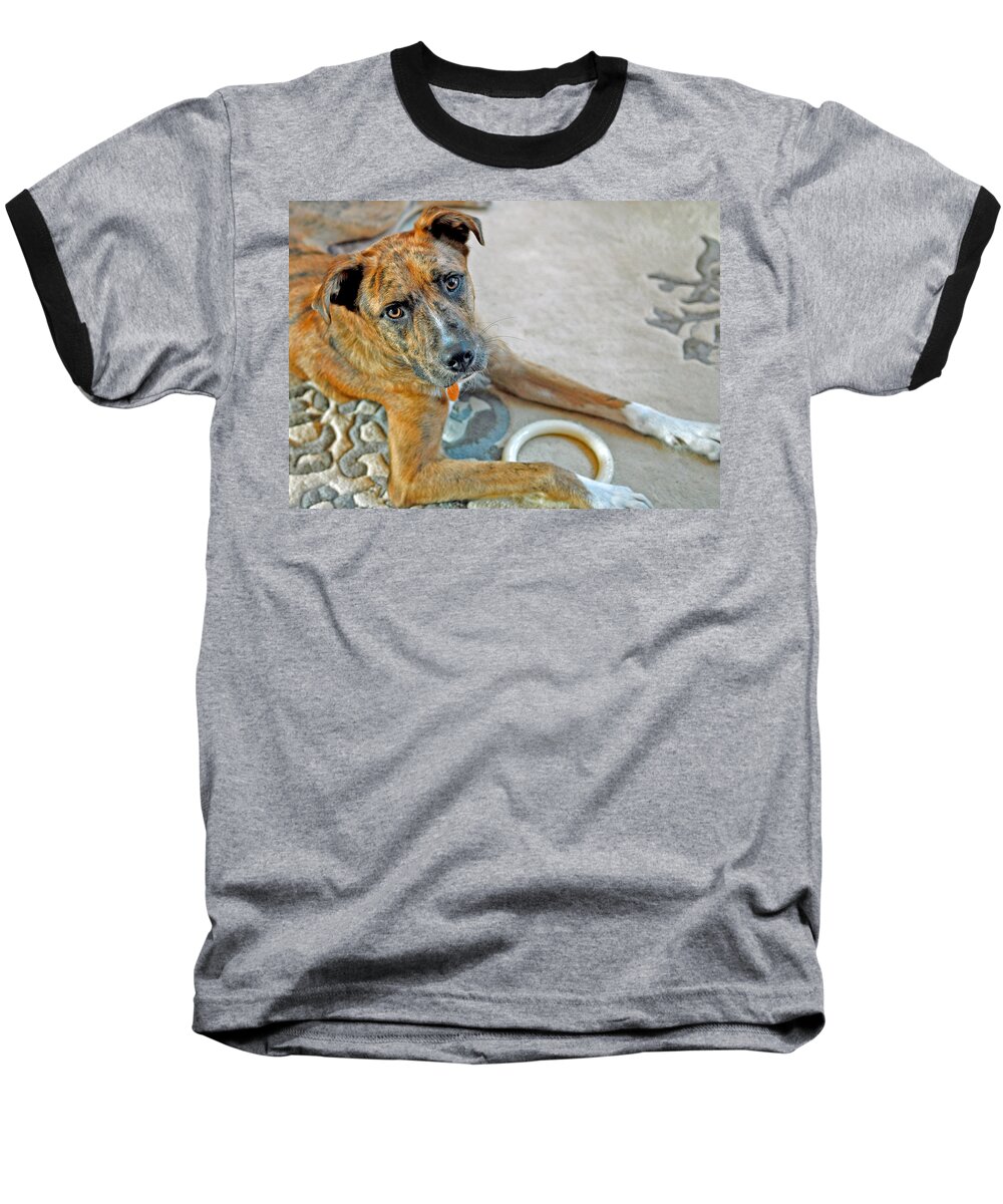 Animals Baseball T-Shirt featuring the photograph Cyrus by Lisa Phillips