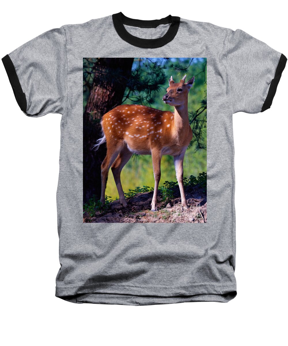 Deer Baseball T-Shirt featuring the photograph Deer in the woods by Nick Biemans