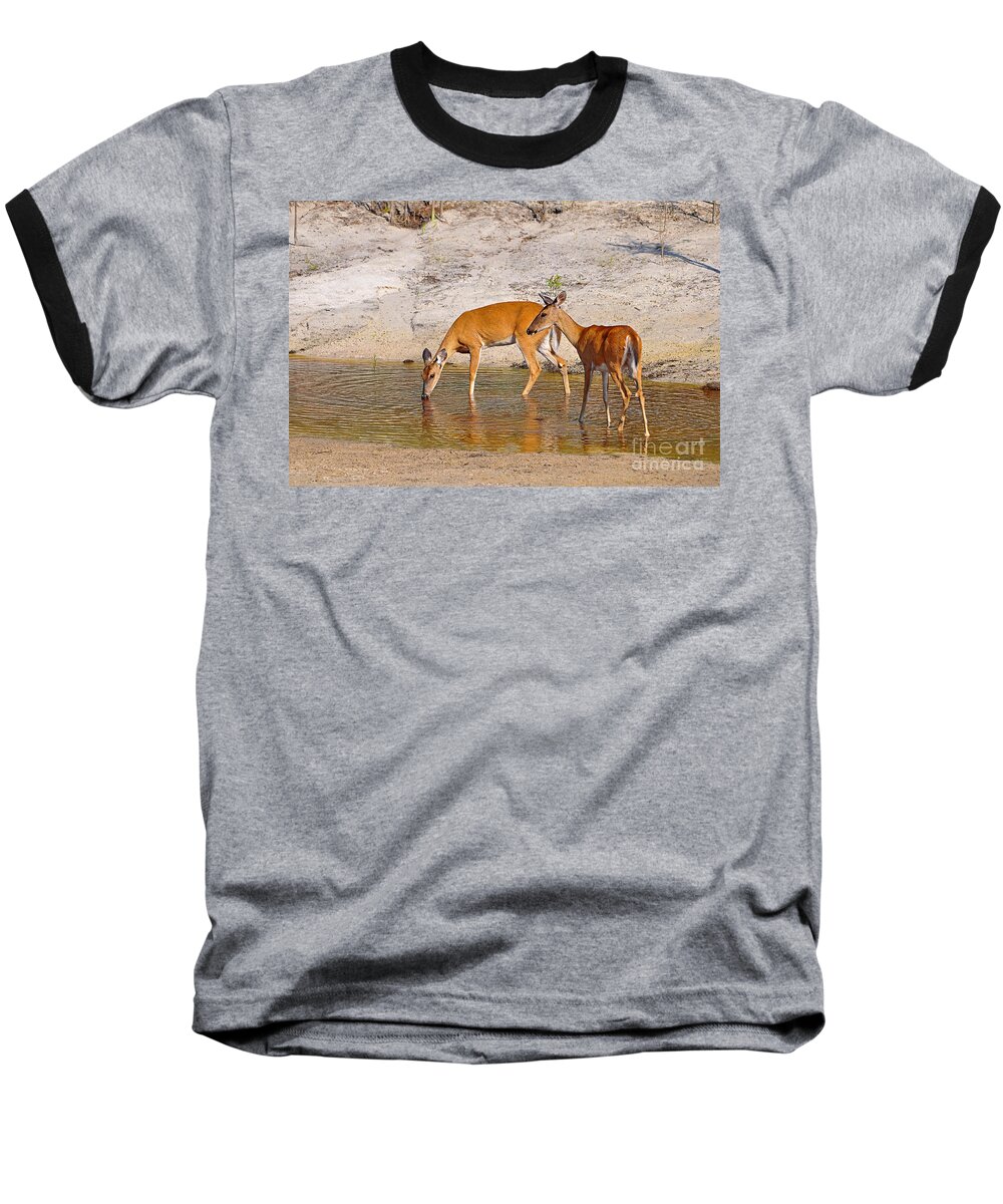 White-tailed Deer Baseball T-Shirt featuring the photograph Drinking Does by Al Powell Photography USA
