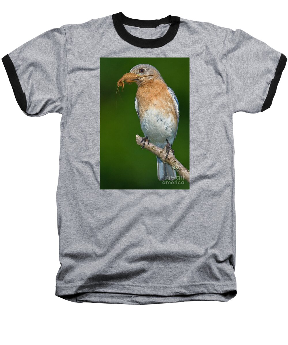 Eastern Bluebird Baseball T-Shirt featuring the photograph Eastern Bluebird with Katydid by Jerry Fornarotto