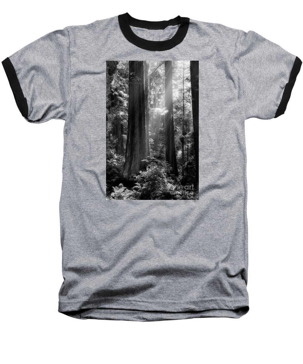 Redwood Baseball T-Shirt featuring the photograph Evening Light by Mark Alder