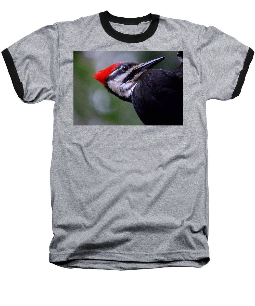 Animals Baseball T-Shirt featuring the photograph Eye to Eye with Big Woody by Kym Backland