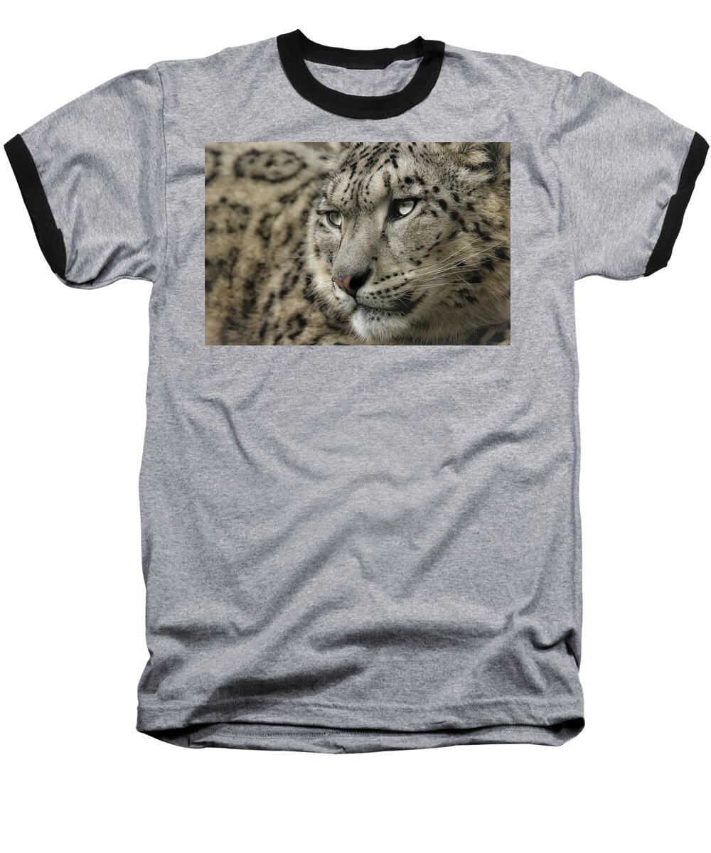 Snow Leopard Baseball T-Shirt featuring the photograph Eyes of a Snow Leopard by Chris Boulton