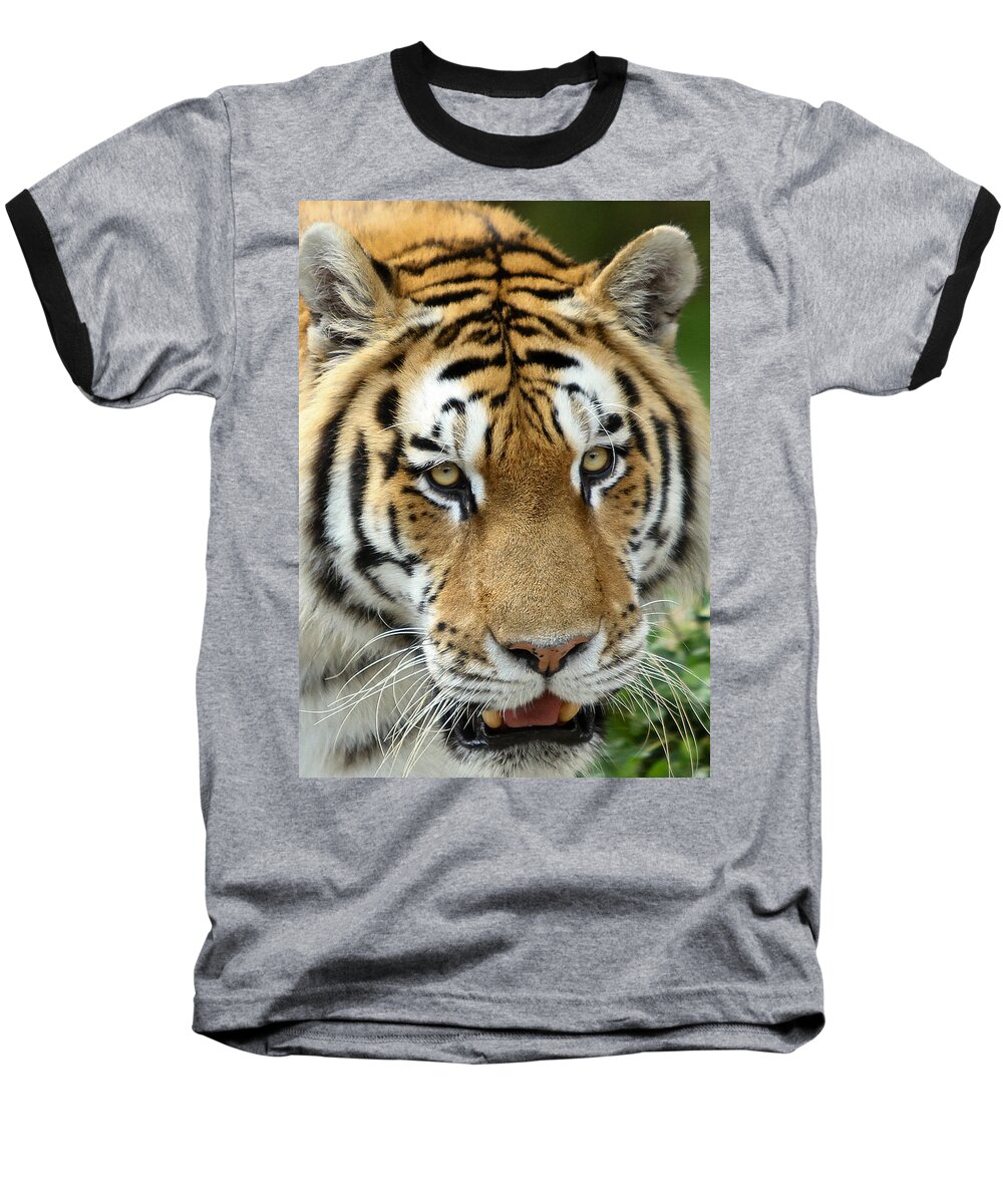 Tiger Baseball T-Shirt featuring the photograph Eyes of the Tiger by John Haldane