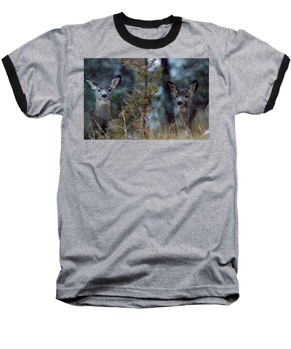 Snow Baseball T-Shirt featuring the photograph First Snow by Donald J Gray