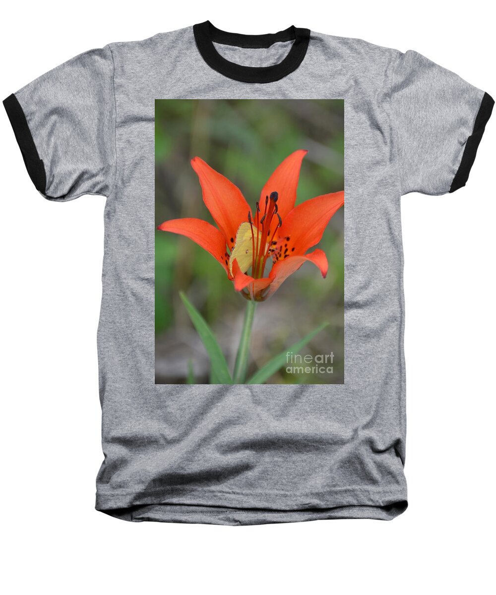 Butterfly Baseball T-Shirt featuring the photograph Flutterby Hiding Place by Lynellen Nielsen