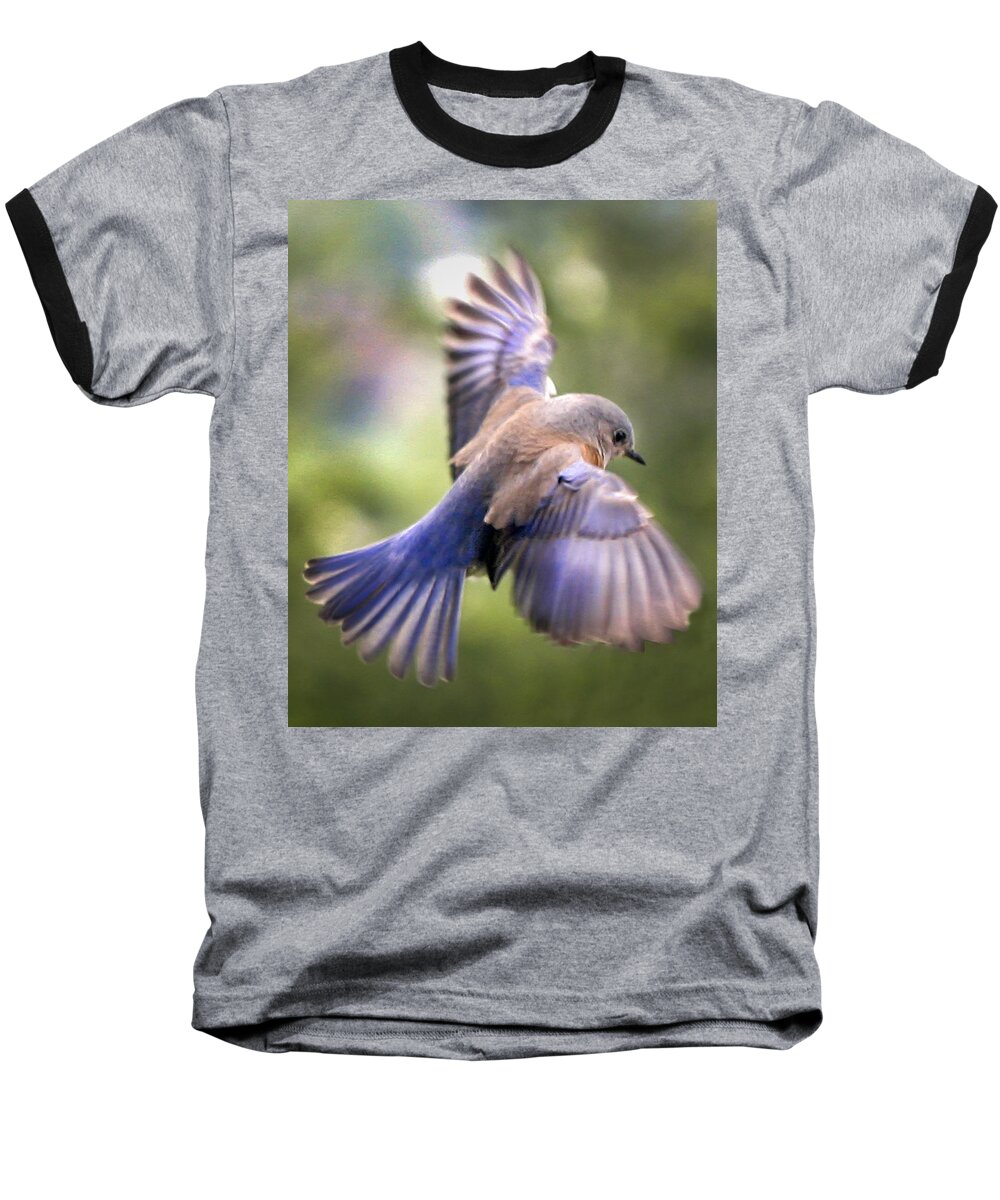 Animals Baseball T-Shirt featuring the photograph Flying bluebird by Jean Noren