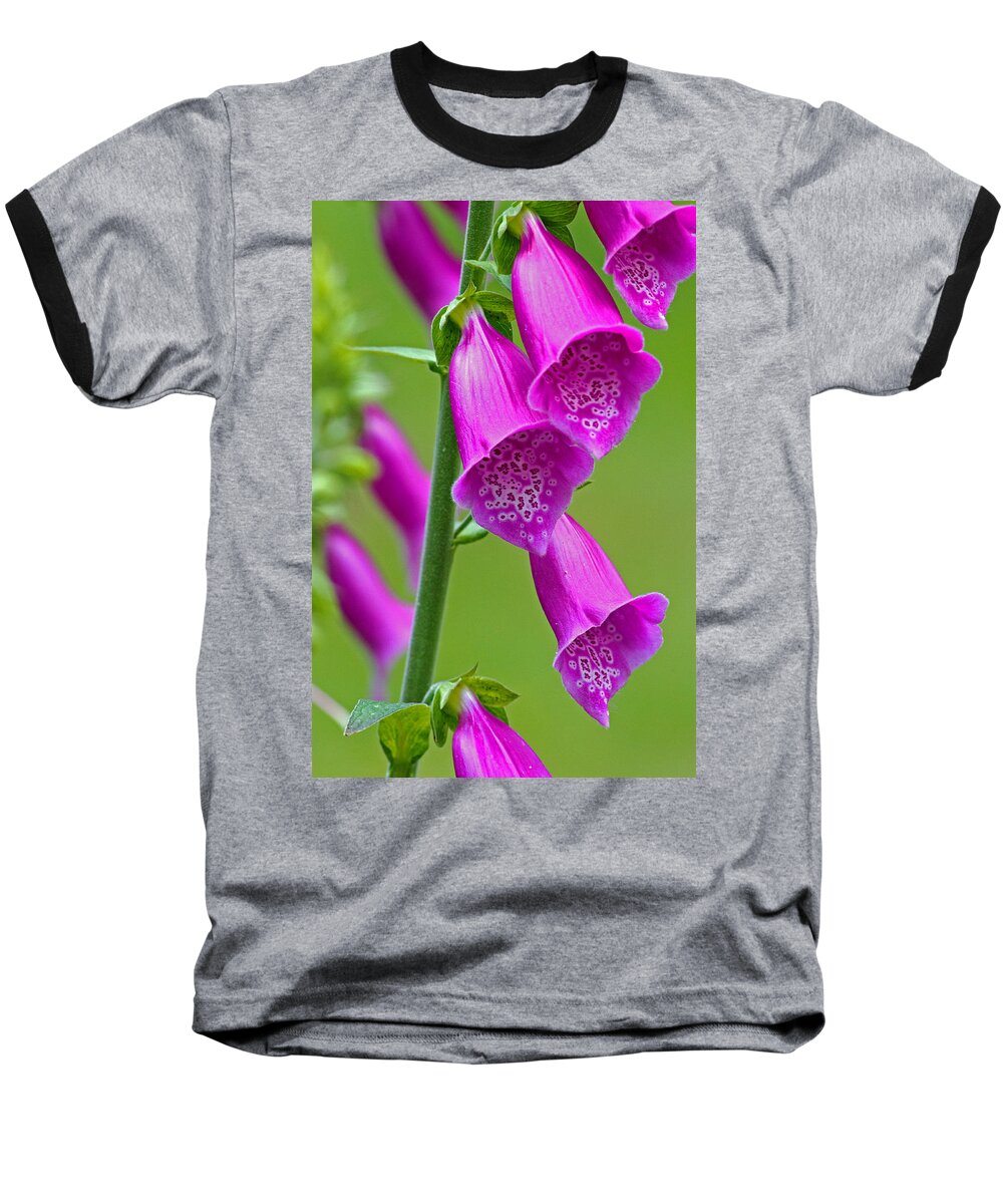 Foxglove Baseball T-Shirt featuring the photograph Foxglove Digitalis purpurea by Tony Murtagh