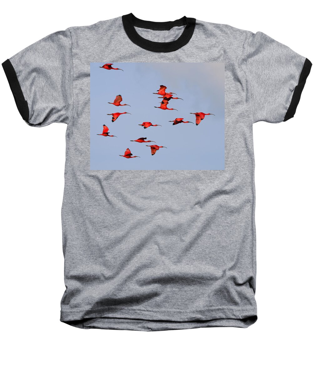 Scarlet Ibis Baseball T-Shirt featuring the photograph Frankly Scarlet by Tony Beck