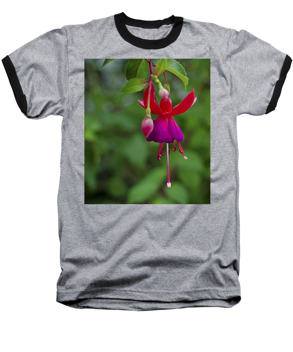 Fuschia Baseball T-Shirt featuring the photograph Fuschia Flower by Ron White