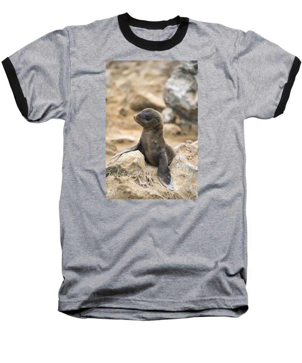 Tui De Roy Baseball T-Shirt featuring the photograph Galapagos Sea Lion Pup Champion Islet by Tui De Roy