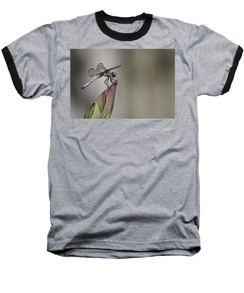 Get A Grip Baseball T-Shirt featuring the photograph Get A Grip by Wes and Dotty Weber