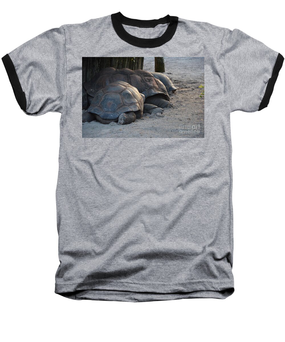 Aldabra Tortise Baseball T-Shirt featuring the photograph Giant Tortise by Robert Meanor