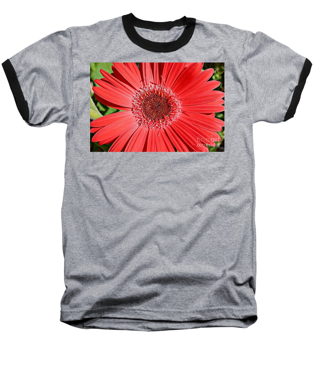 Gerbera Daisy Baseball T-Shirt featuring the photograph Glorious Red by Clare Bevan