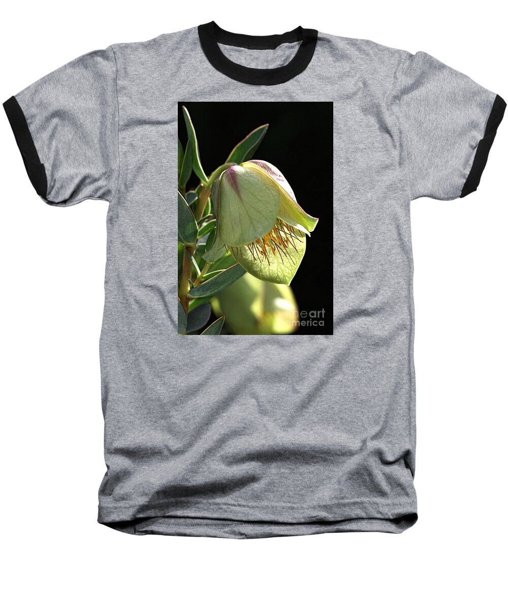 Qualup Flower Baseball T-Shirt featuring the photograph Glow of the Bell by Joy Watson