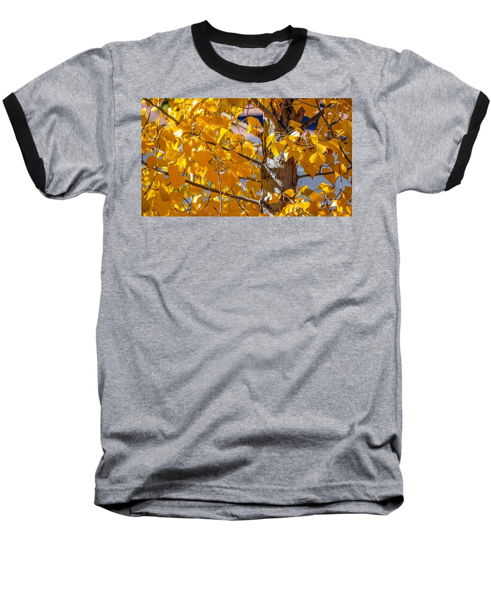 Tree Baseball T-Shirt featuring the photograph Gold Tree by David Downs