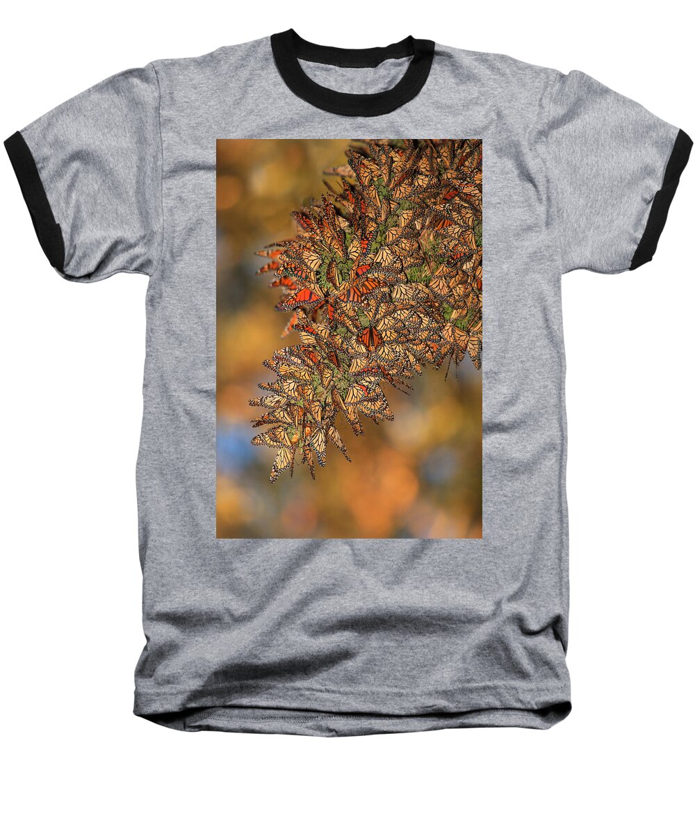 Bug Baseball T-Shirt featuring the photograph Golden Cluster by Beth Sargent