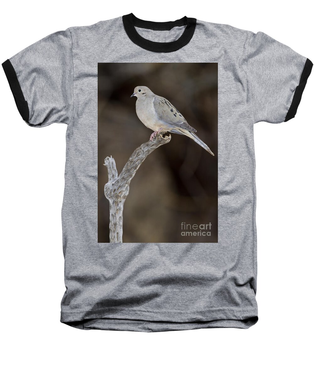 Dove Baseball T-Shirt featuring the photograph Good Mourning by Bryan Keil