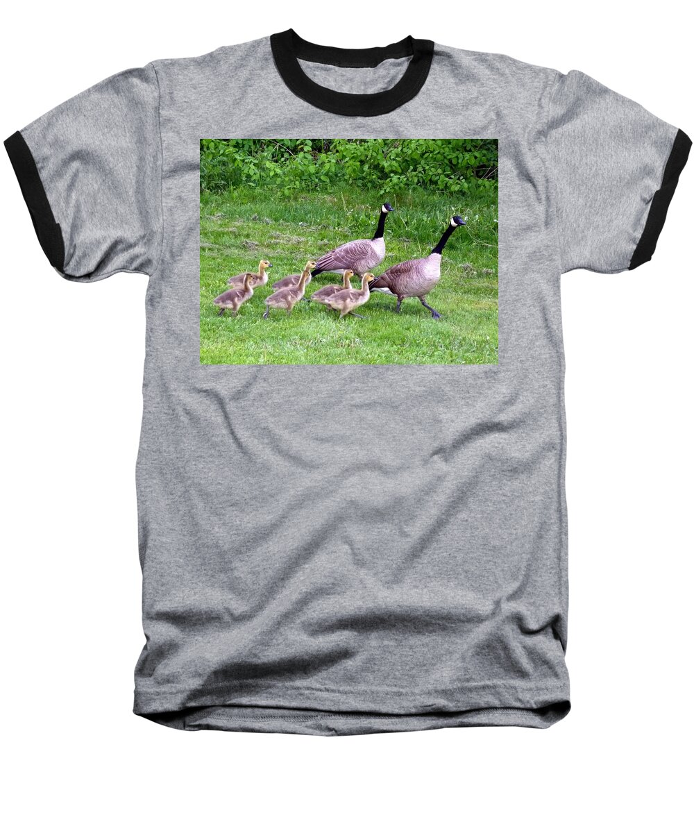 Canada Geese Baseball T-Shirt featuring the photograph Goose Step by Will Borden