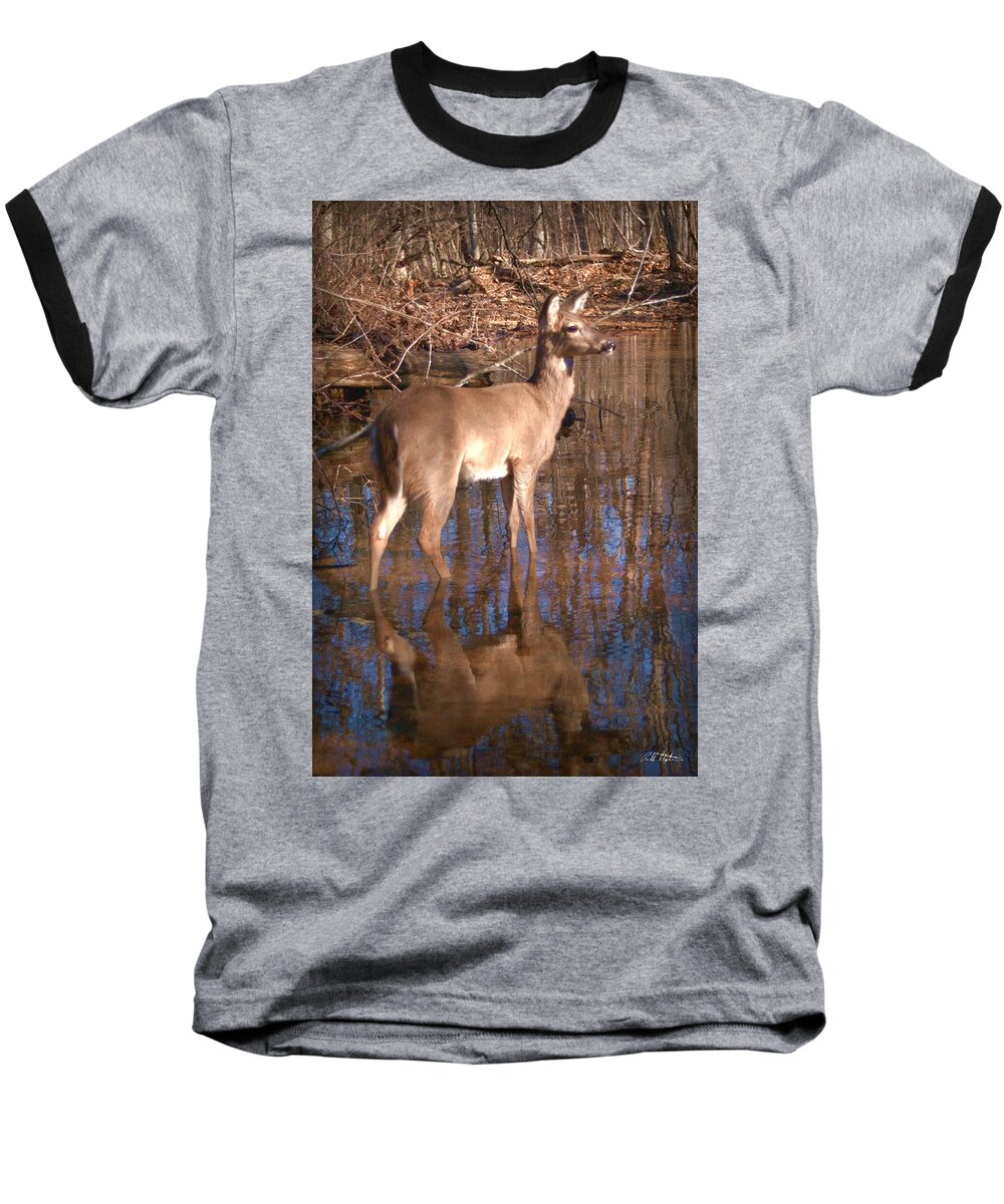 Deer Baseball T-Shirt featuring the photograph Grace by Bill Stephens