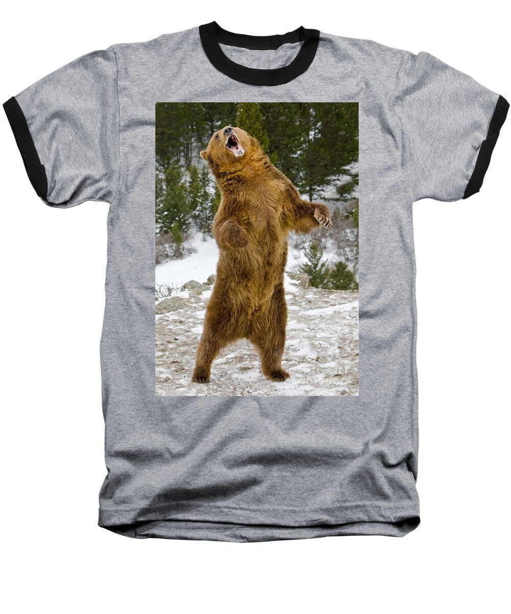 Grizzly Bear Baseball T-Shirt featuring the photograph Grizzly Standing by Jerry Fornarotto
