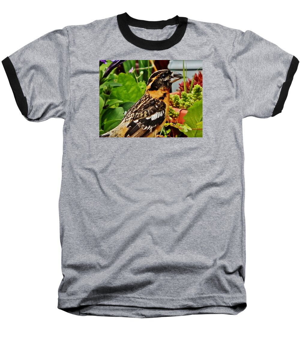 Bird Baseball T-Shirt featuring the photograph Grosbeak Profile by VLee Watson