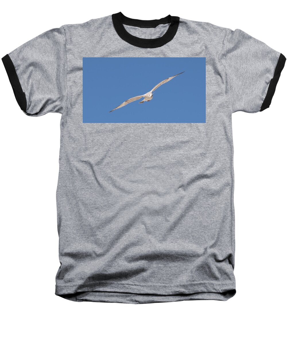 Sea Baseball T-Shirt featuring the photograph Gull in Flight - 2 by Christy Pooschke
