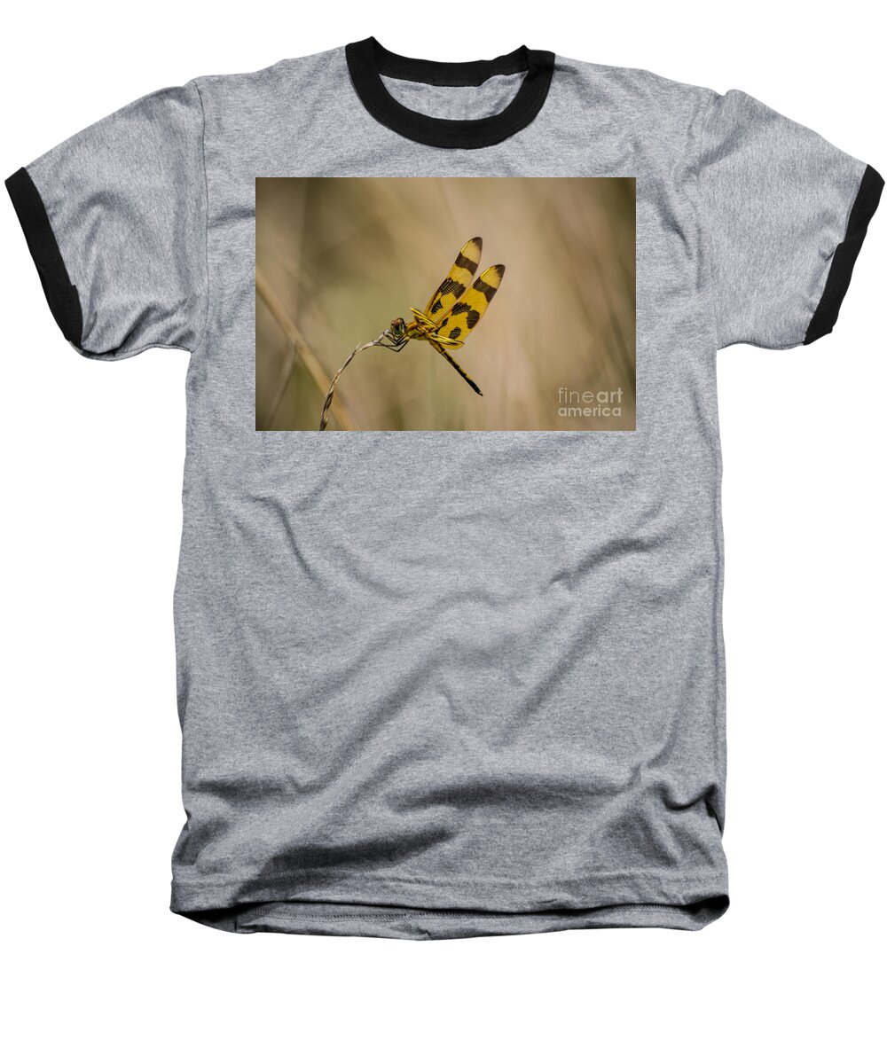Halloween Baseball T-Shirt featuring the photograph Halloween Pennant Dragonfly by Angela DeFrias