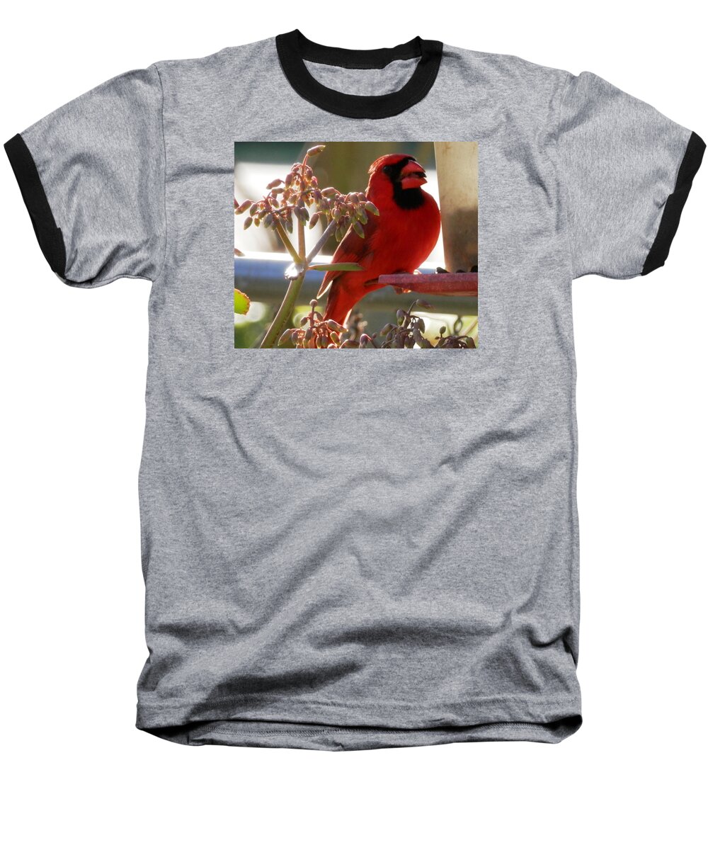 Beautiful Baseball T-Shirt featuring the photograph Handsome Red Male Cardinal Visiting by Belinda Lee