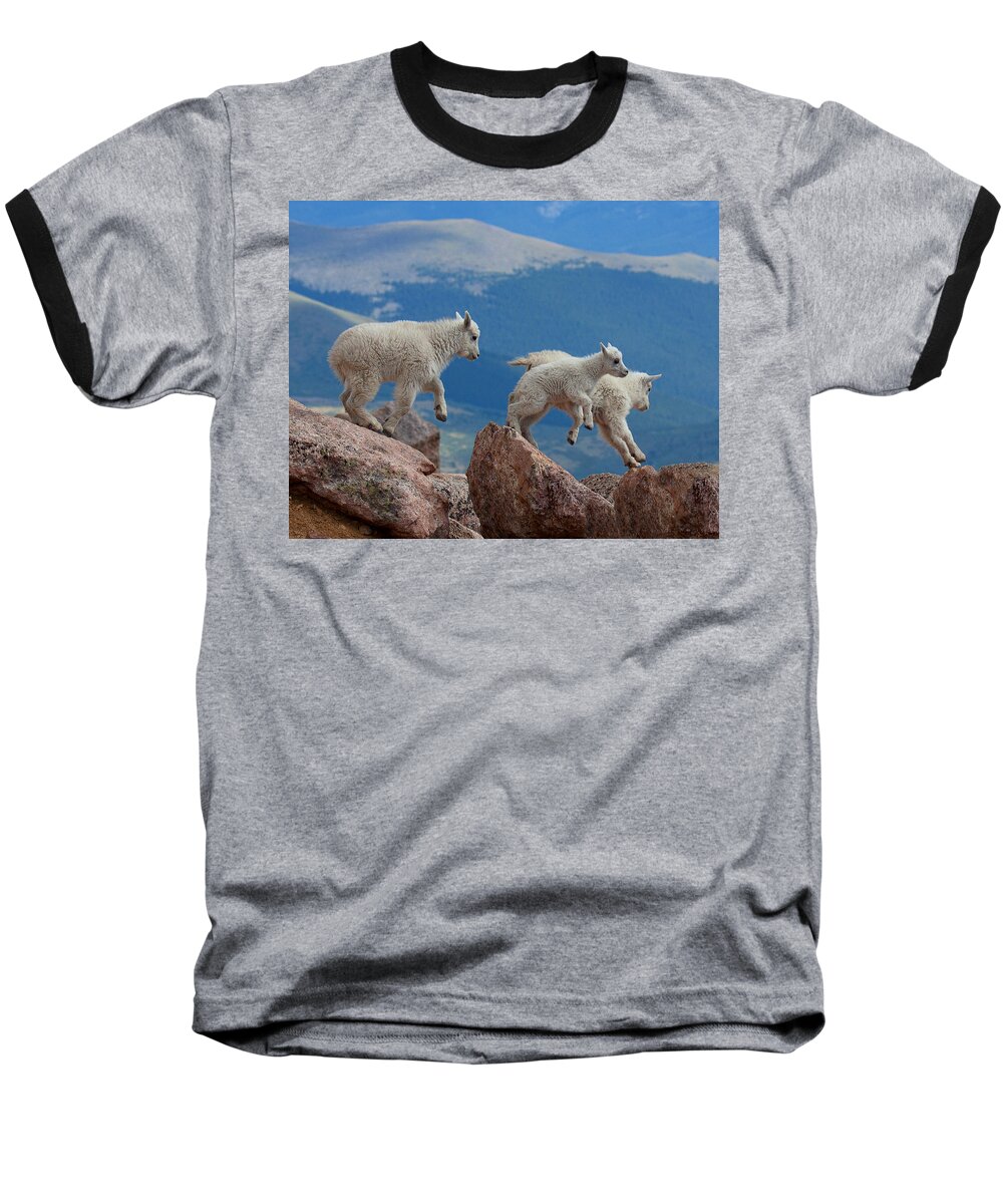 Mountain Goats; Posing; Group Photo; Baby Goat; Nature; Colorado; Crowd; Baby Goat; Mountain Goat Baby; Happy; Joy; Nature; Brothers Baseball T-Shirt featuring the photograph Happy Landing by Jim Garrison