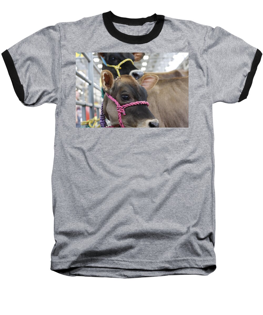 Cow Baseball T-Shirt featuring the photograph Harmony by Andrea Platt