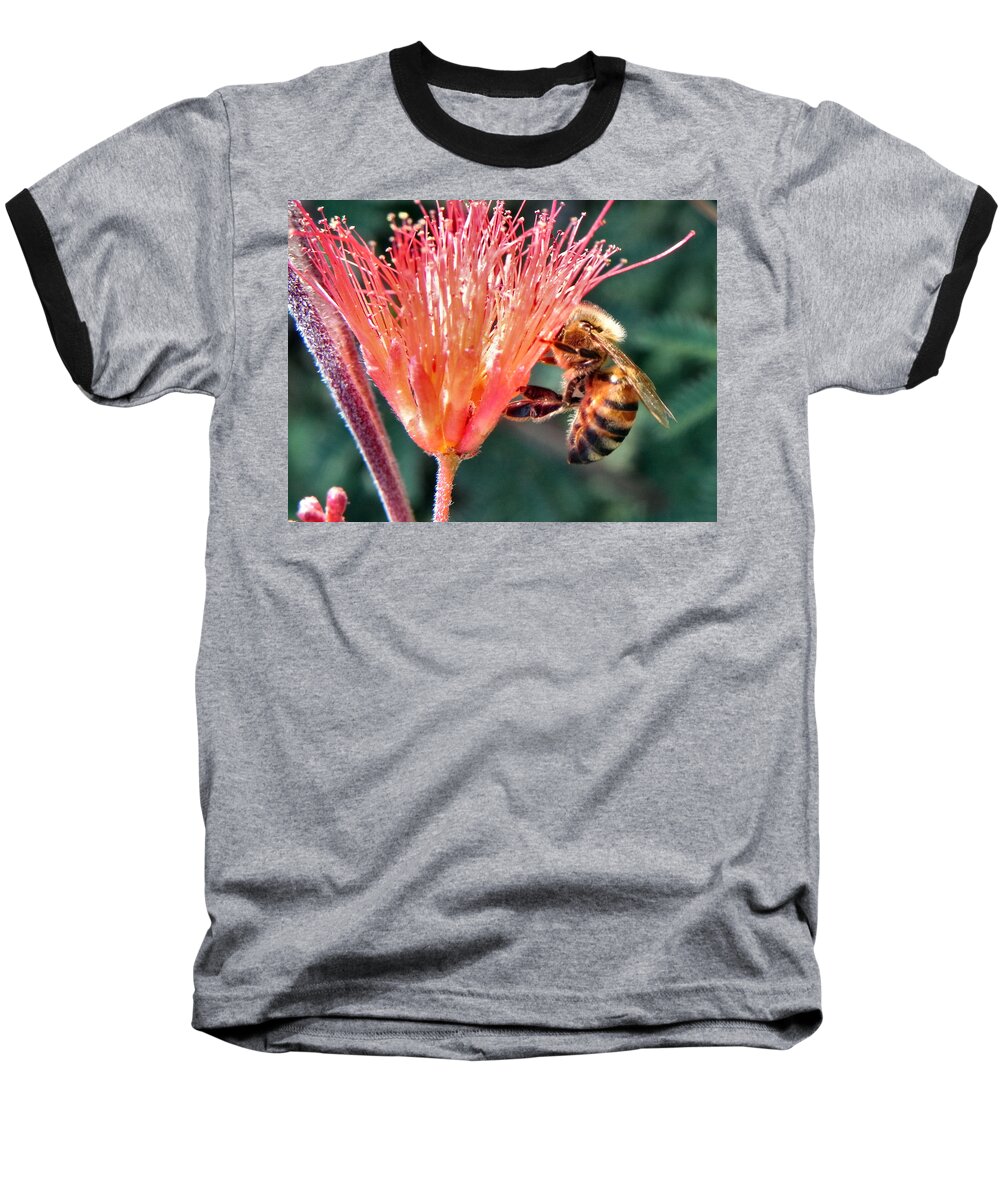 Bee Baseball T-Shirt featuring the photograph Harvesting by Deb Halloran