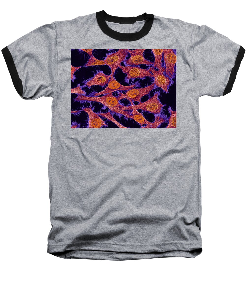 Science Baseball T-Shirt featuring the photograph Hela Cells, Mfm by Science Source