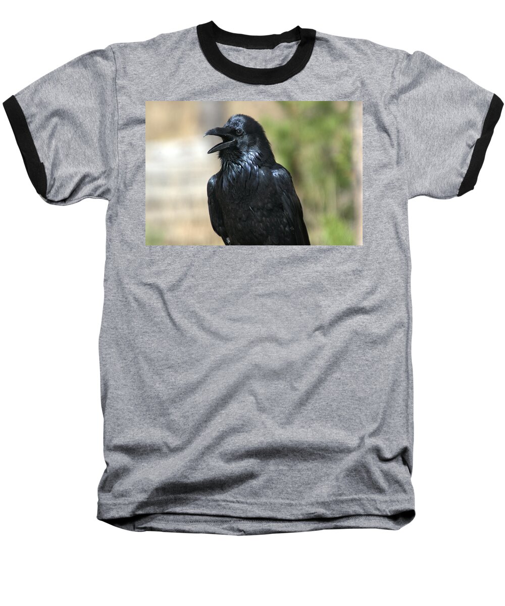 Raven Baseball T-Shirt featuring the photograph Hello. Welcome by Frank Madia
