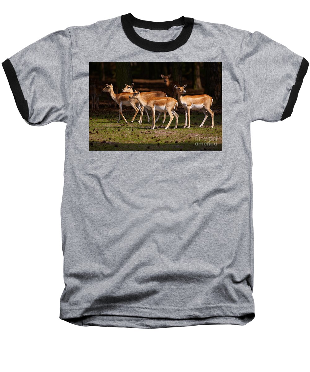 Herd Baseball T-Shirt featuring the photograph Herd of Blackbuck Antilopes in a dark forest by Nick Biemans