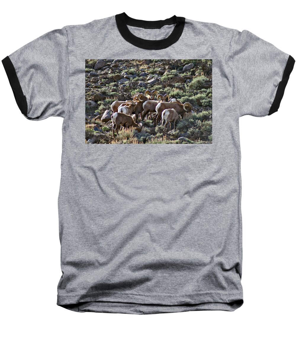 Altitude10k Photography Baseball T-Shirt featuring the photograph Herd of Horns by Jeremy Rhoades