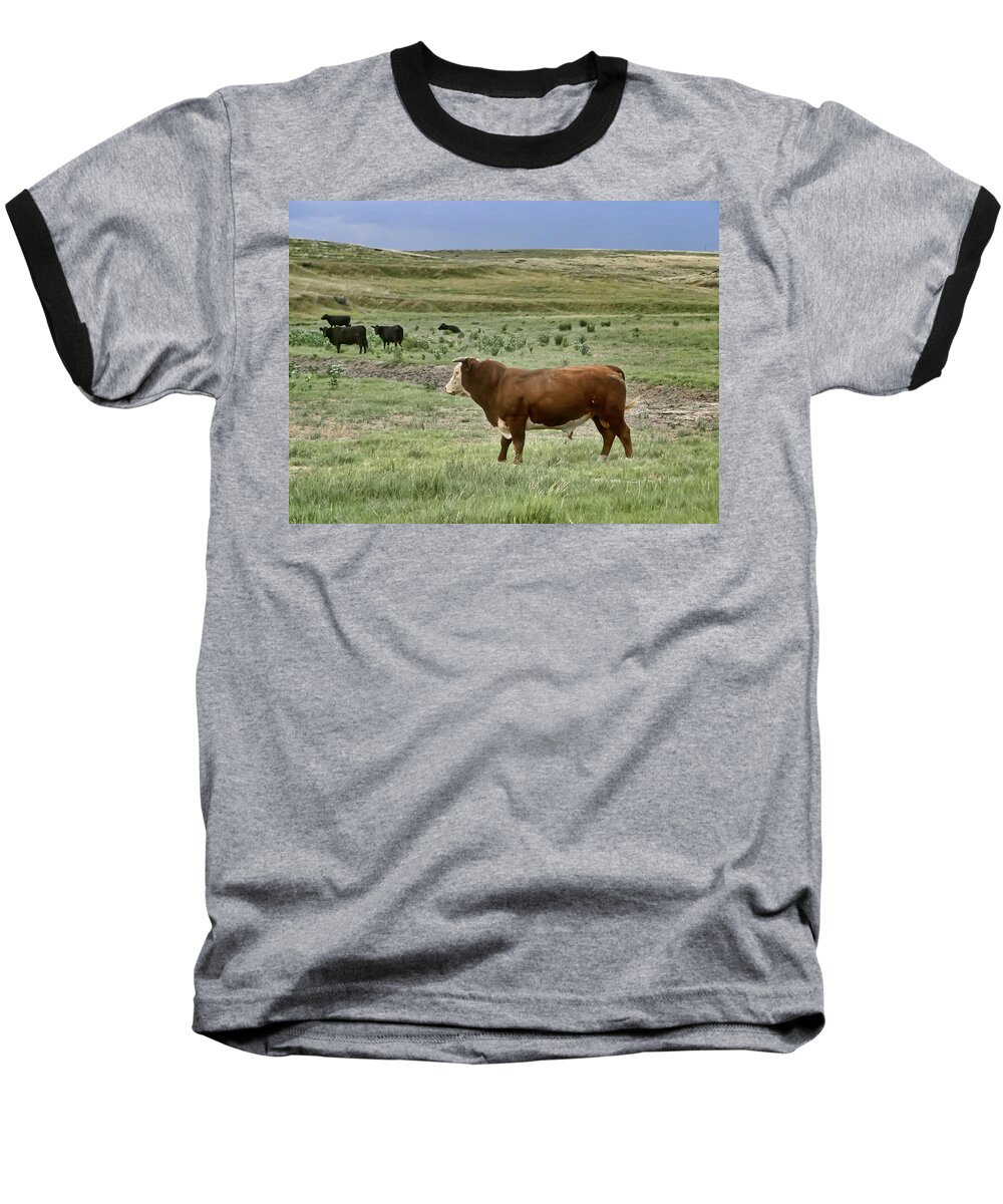 Bull Baseball T-Shirt featuring the photograph Hereford Bull by Alan Hutchins