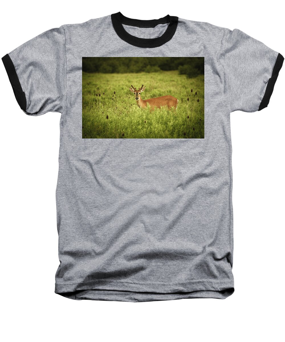 Deer Baseball T-Shirt featuring the photograph Hi by Shane Holsclaw