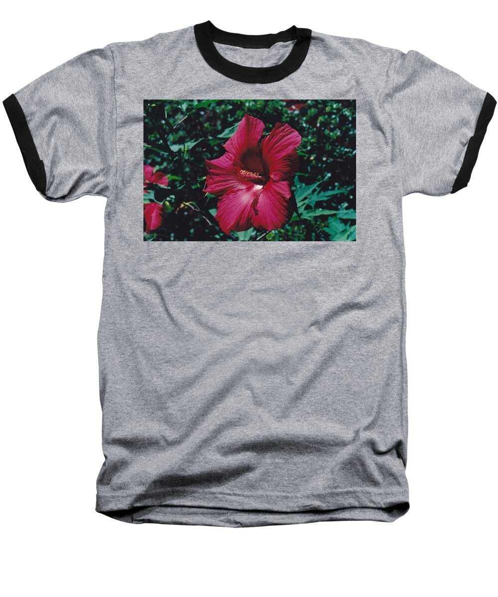 Flower Baseball T-Shirt featuring the photograph Hibiscus by Glenn Scano