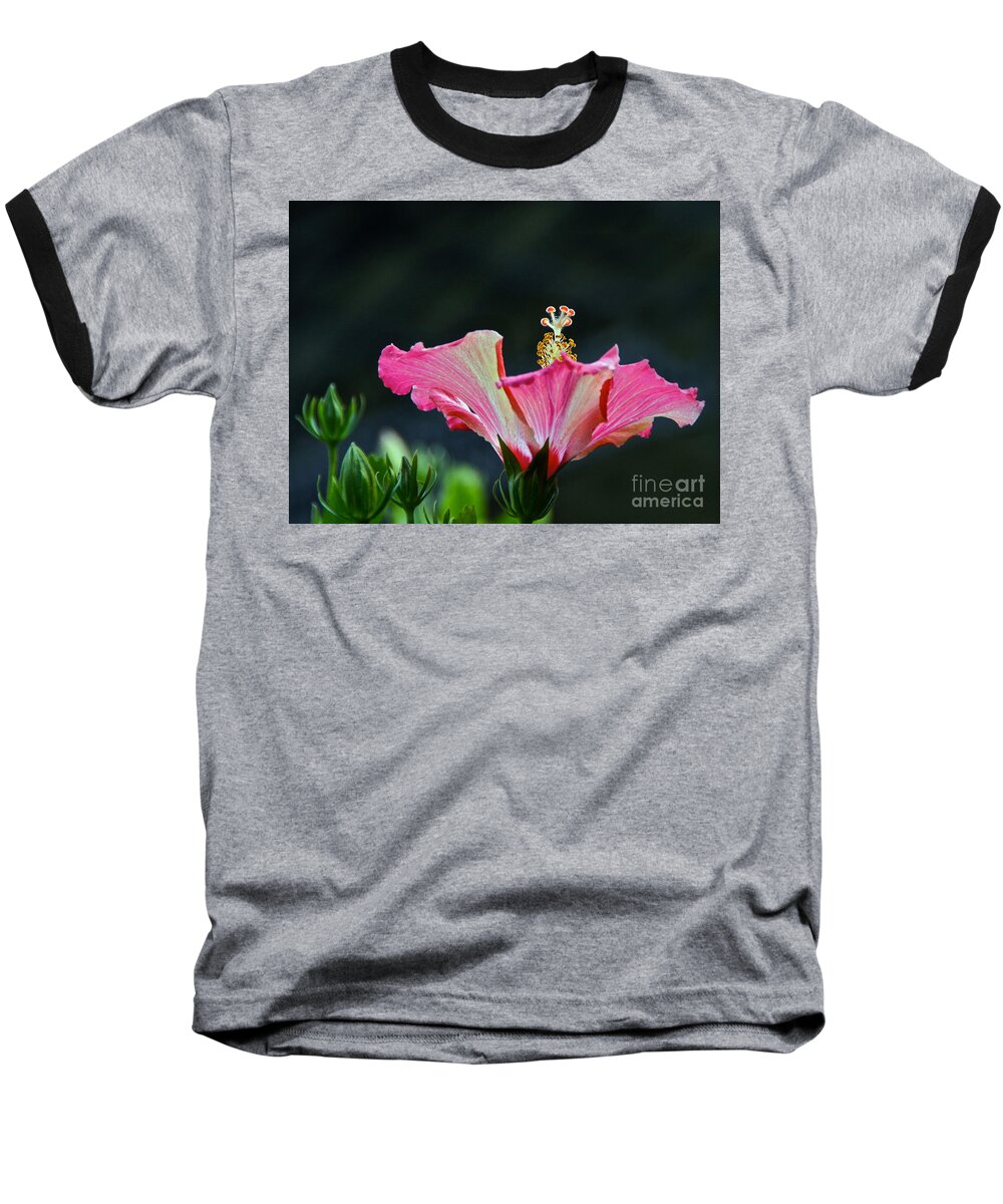 Red White Gold Green Hibiscus Blossom And Bud Baseball T-Shirt featuring the photograph High Speed Hibiscus Flower by Byron Varvarigos