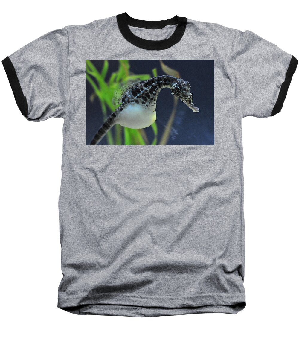 Hippocampus Baseball T-Shirt featuring the photograph Hippocampus by Dragan Kudjerski