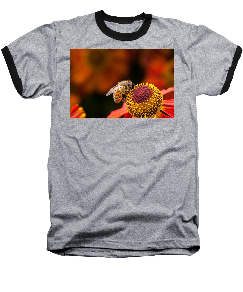 Bee Baseball T-Shirt featuring the photograph Honeybee at Work by Jurgen Lorenzen