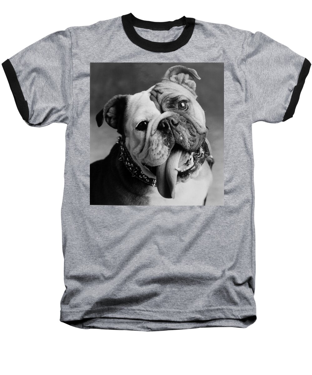 Bull Dog Baseball T-Shirt featuring the photograph Huh by Jill Reger