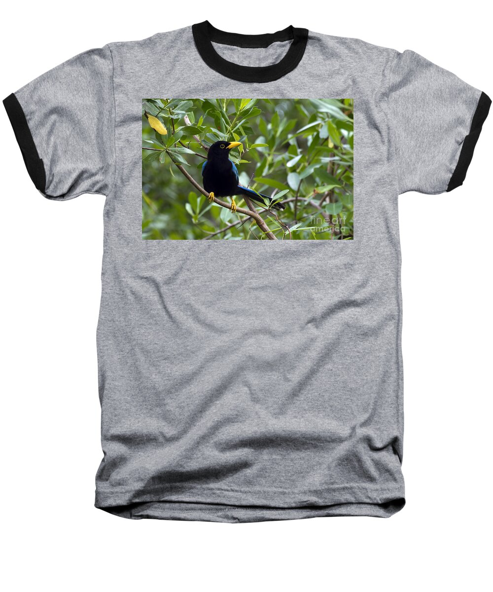 Bird Baseball T-Shirt featuring the photograph Immature Yucatan Jay by Teresa Zieba