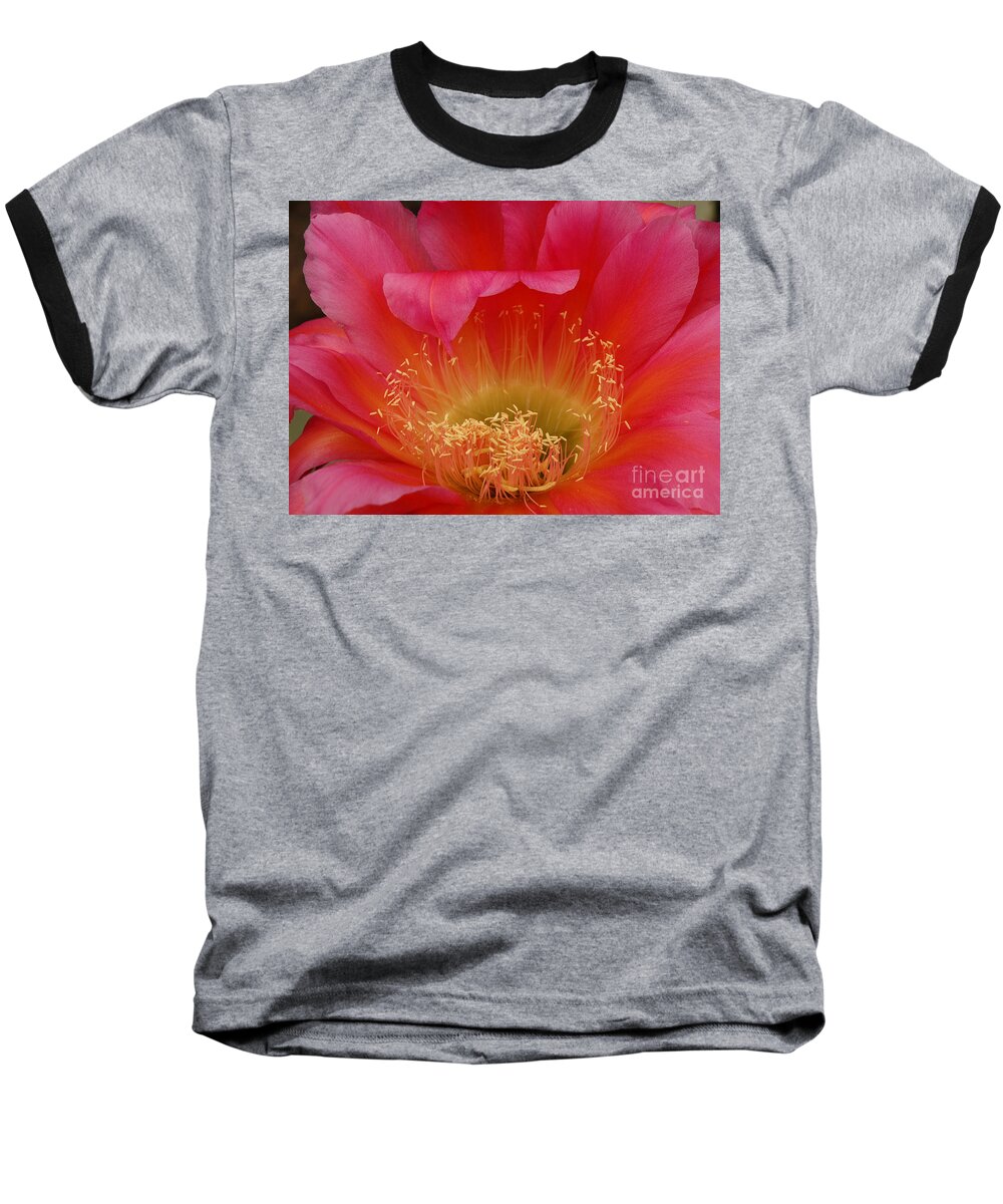 Prickly Pear Cactus Baseball T-Shirt featuring the photograph In the Pink by Vivian Christopher